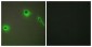 Endostatin Antibody (aa801-850)